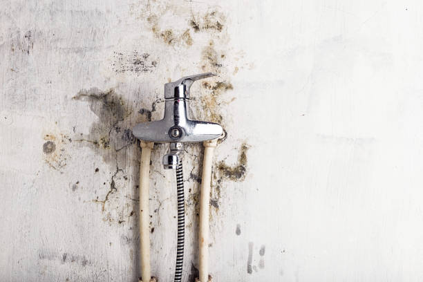 Best Office Mold Removal Services  in Bloomfield, IN