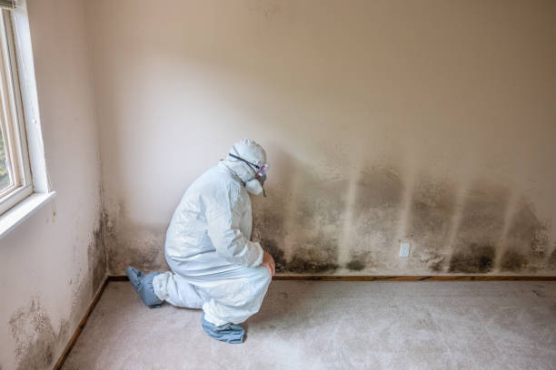 Mold Testing and Removal in Bloomfield, IN